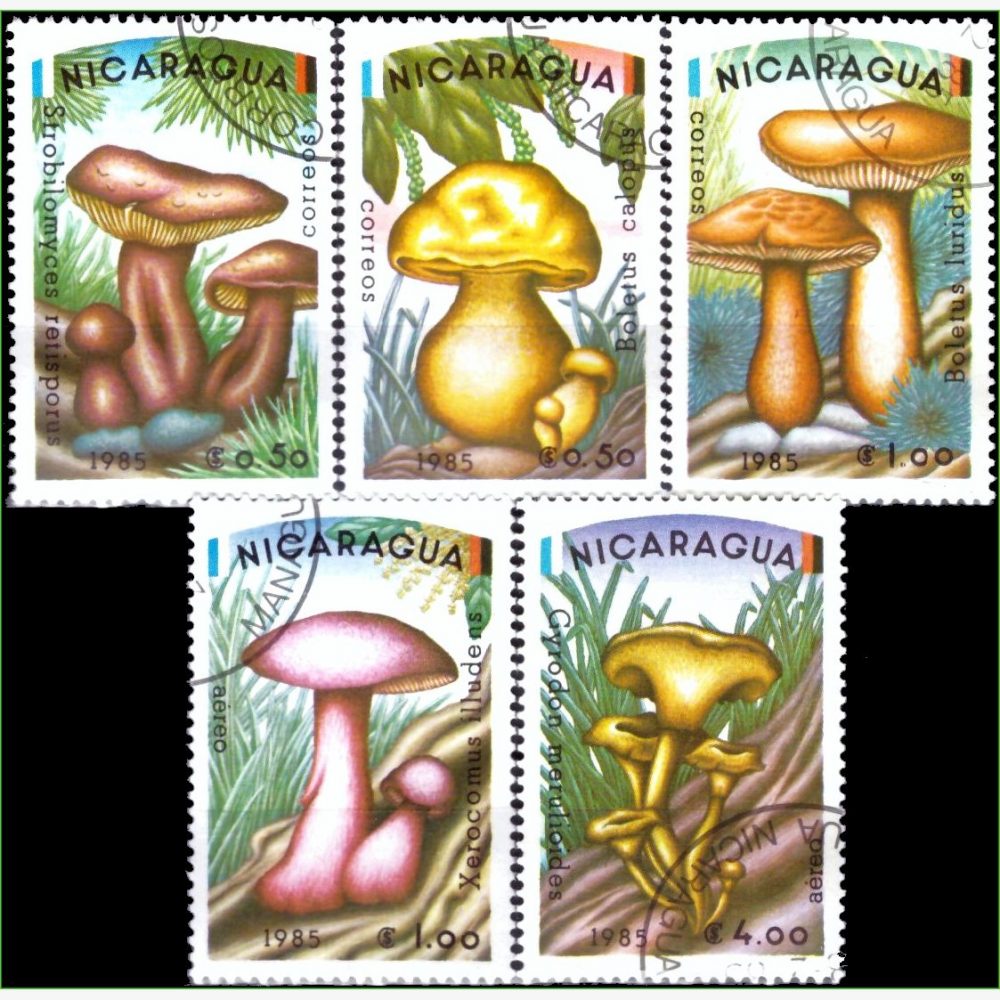 AC18879 | Nicarágua - Cogumelos