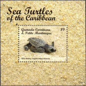 AC7911 | Carriacou e Petite Martinique - Tartarugas marinhas do Caribe