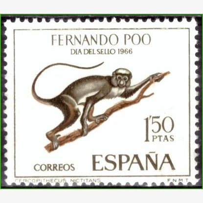AF15125 | Fernando Pó - Macaco de nariz branco