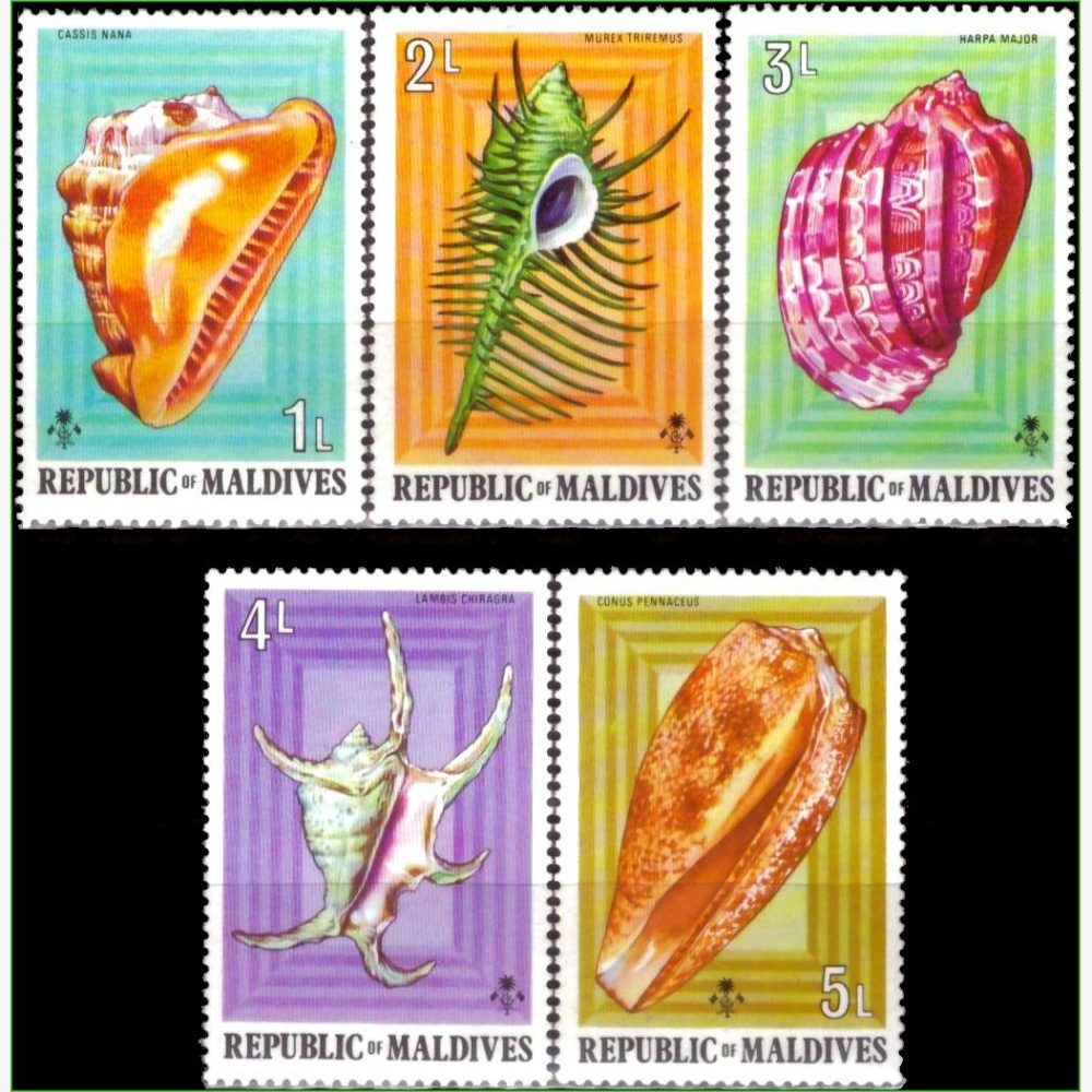 AS18895 | Maldivas - Conchas