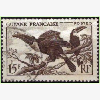 ASU15592 | Guiana Francesa - Tucanos