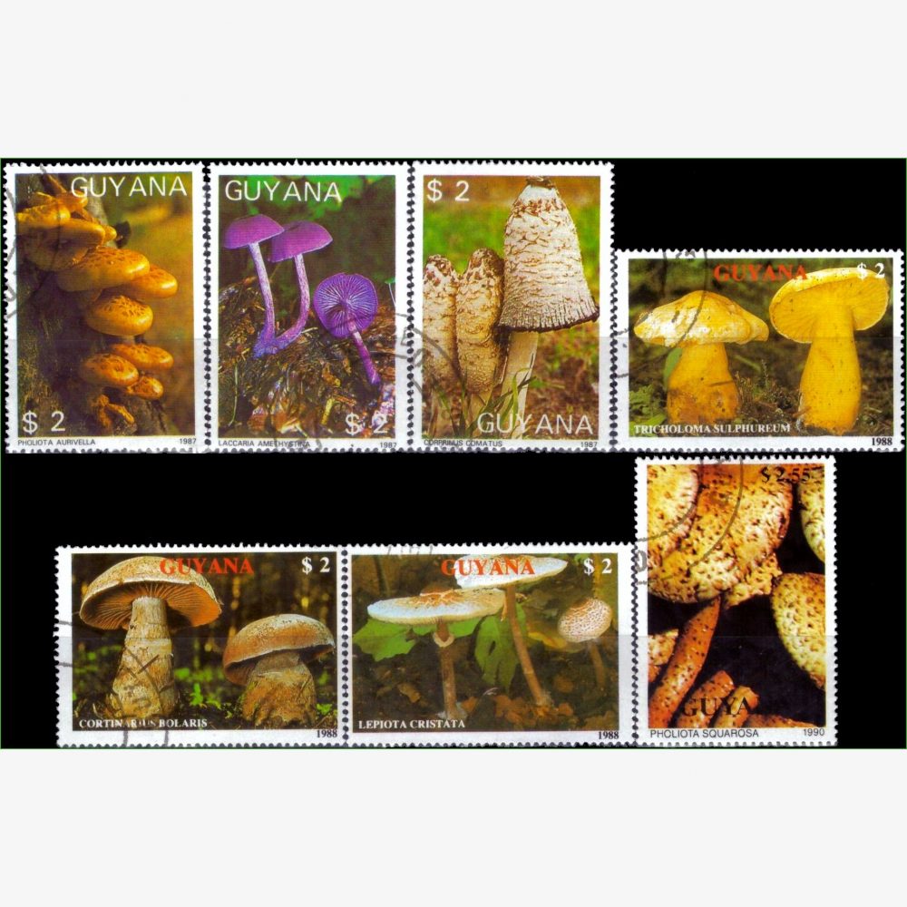 ASU18897 | Guiana - Cogumelos