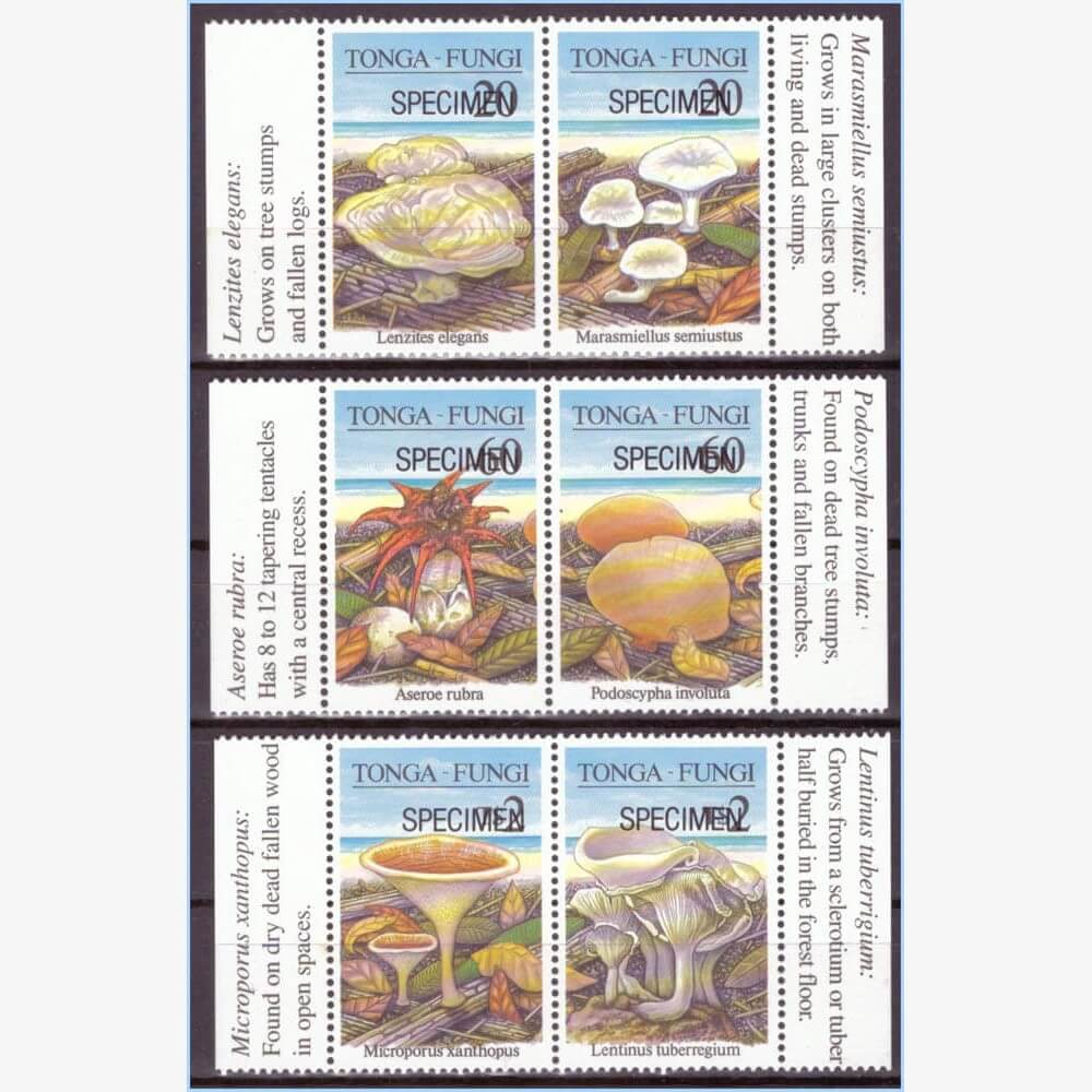 OC10841 | Tonga - Cogumelos