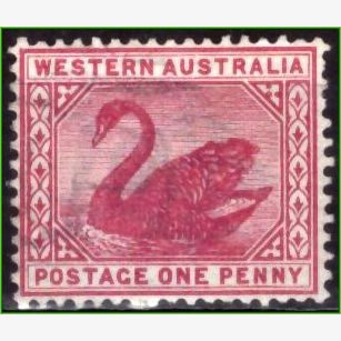 OC14609 | Austrália Ocidental - Cisne negro